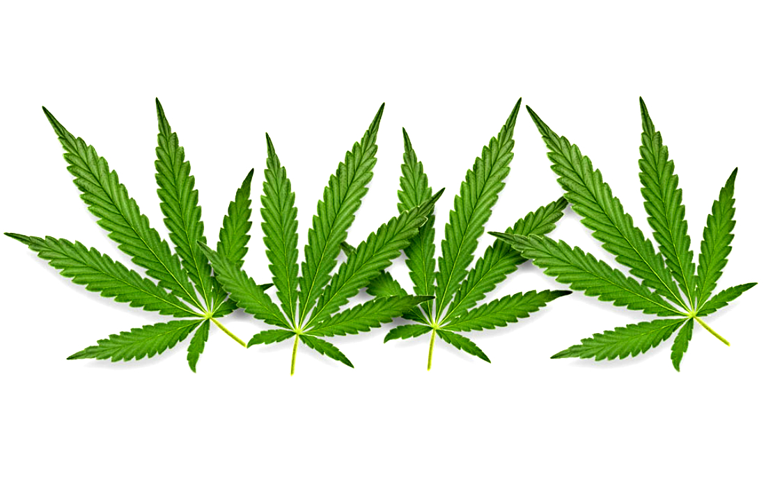 Kannabinoisy I Pechen