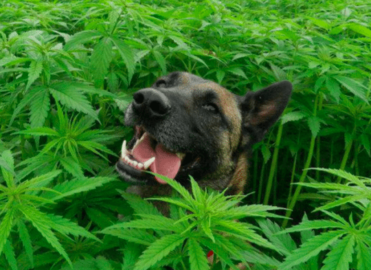 действие марихуаны на собаку