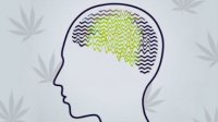 Конопля в лечении эпилепсии – наконец-то эффективный препарат? Konoplia V Lechenii Epilepsii