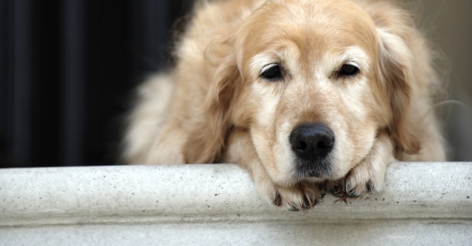 Артрит у собак – может КБД улучшить симптомы? | Cannadorra Russia