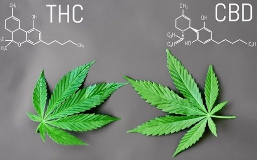 КБД vs. ТГК: в чем разница? KBD Vs TGK V Chem Raznica