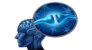 Endocannabinoid System