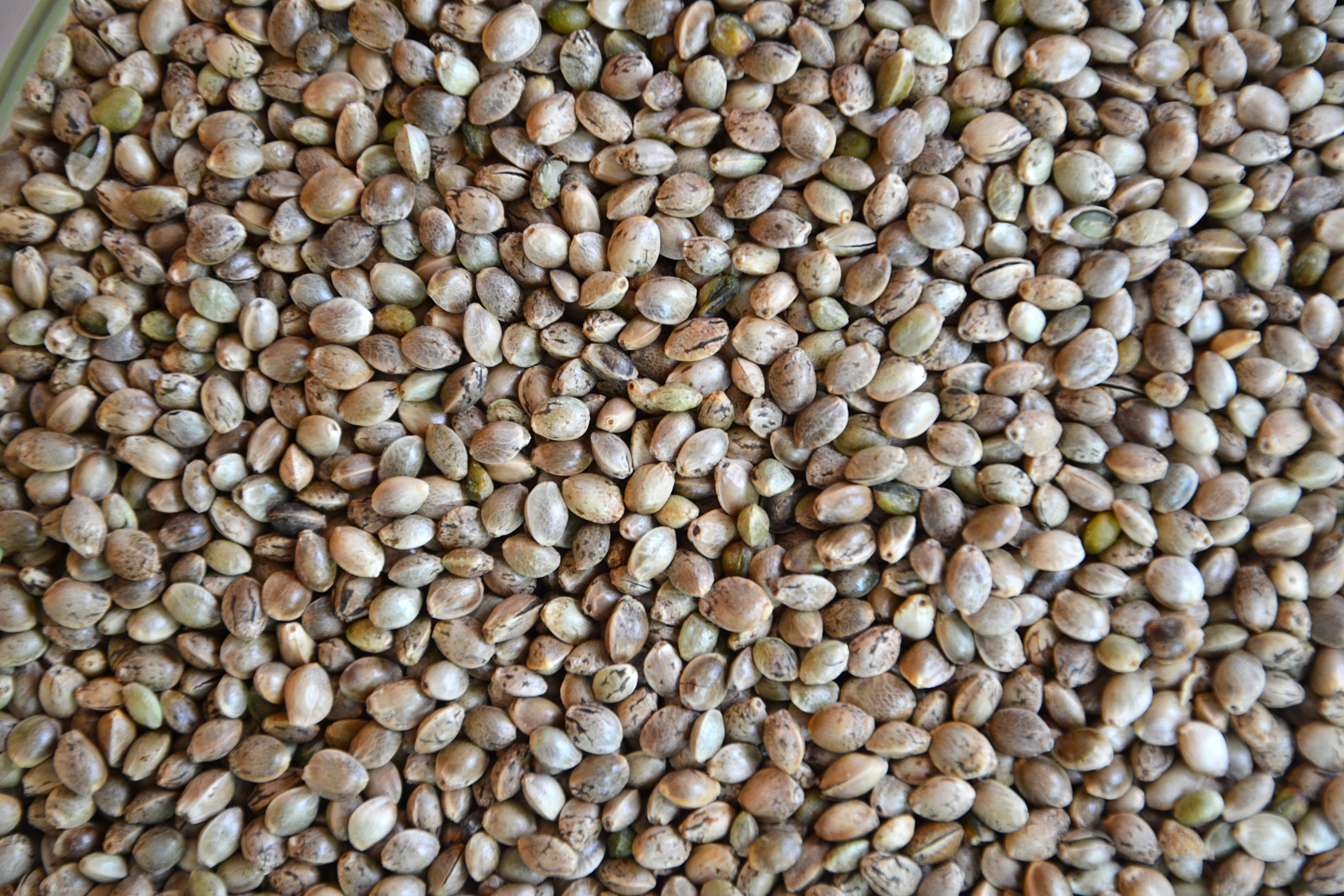 Как выглядит конопляные семена hydra powder by terry